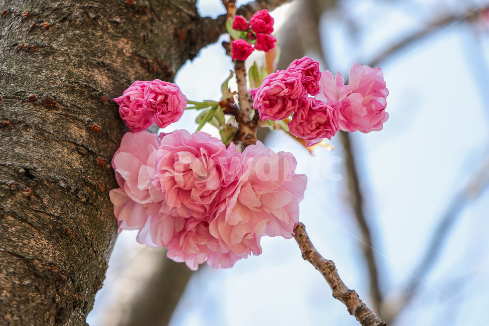 꽃,flower,벚꽃,blossom,식물,plant