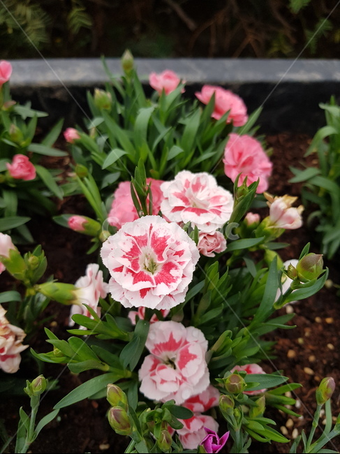 꽃,카네이션,핑크,꽃선물,pink,flower,garden,예쁜꽃,가든