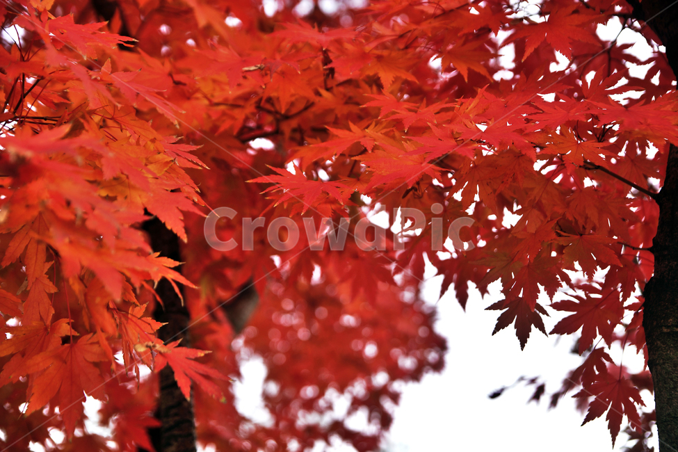 단풍,가을,계절,붉은색,낙엽,자연,단풍나무,가을,계절,fall,autumn,season,plant,식물,leaf,잎,tree,나무,maple