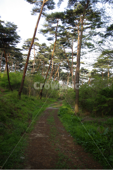 나무,숲,식물,plant,풍경,길,자연,풍경,nature,landscape,tree,path,통로,ground,바닥