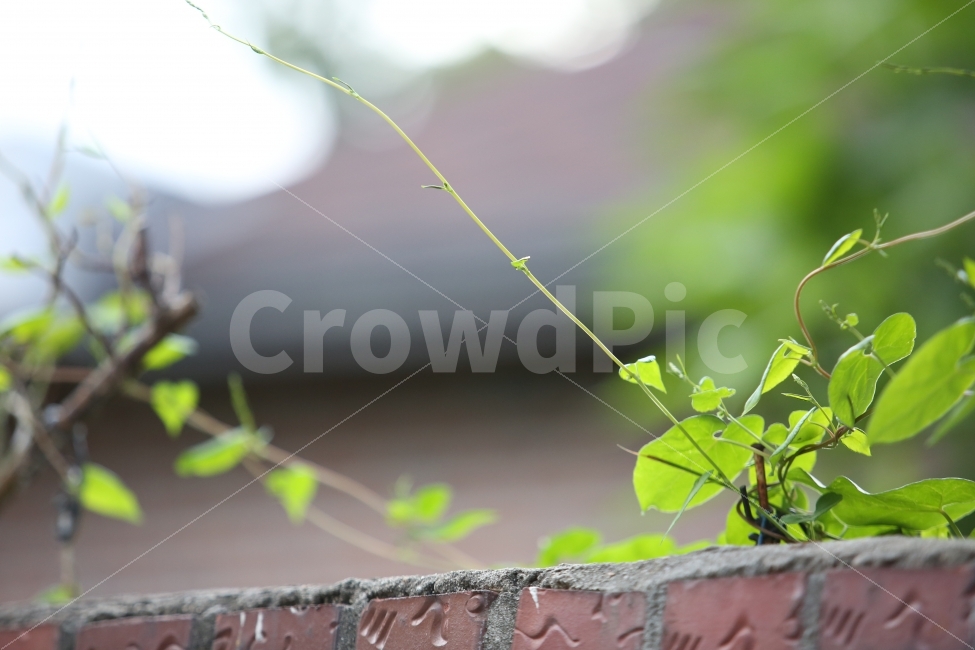 식물,담벼락,덩쿨,담쟁이,여름,식물,자연,plants,nature
