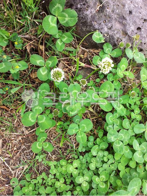 four leaf clover,three leaf clover,plant,clover,vegetation,shamrock,leaf