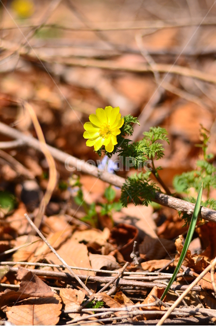 봄,꽃,야생화,식물,자연,봄,계절,spring,season,식물,자연,plants,nature,꽃,flower,plant