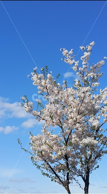 풍경,꽃,벚꽃,하늘,파란하늘,파란,blue,sky,flower,맑음,구름,걷기,산책,봄,계절,식물,자연,plants,nature,꽃,flower,나무,trees,wood