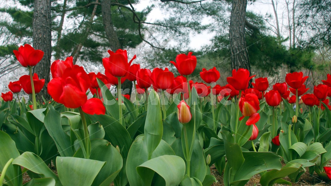 plant,식물,flower,blossom,꽃,tulip,튜울립,식물,자연,plants,nature,꽃,flower