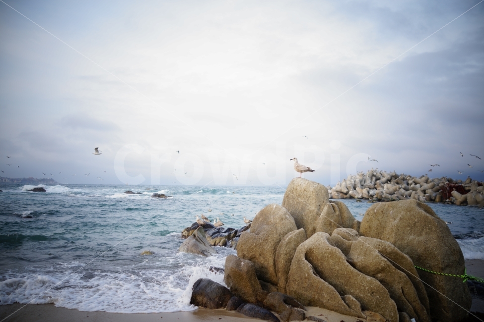 겨울,바다,갈매기,바위,파도,풍경,강원도,자연,풍경,nature,landscape,한국자연풍경,한국자연경관,korea nature landscape,동물,animal,조류,새,birds,water,물,outdoors,옥외,ocean,대양,sea,bird,promontory,곶