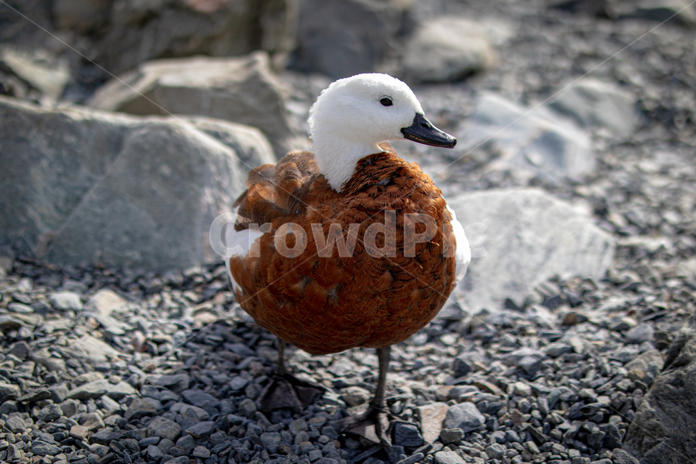 동물,새,animal,bird,야생,동물,animal,조류,새,birds