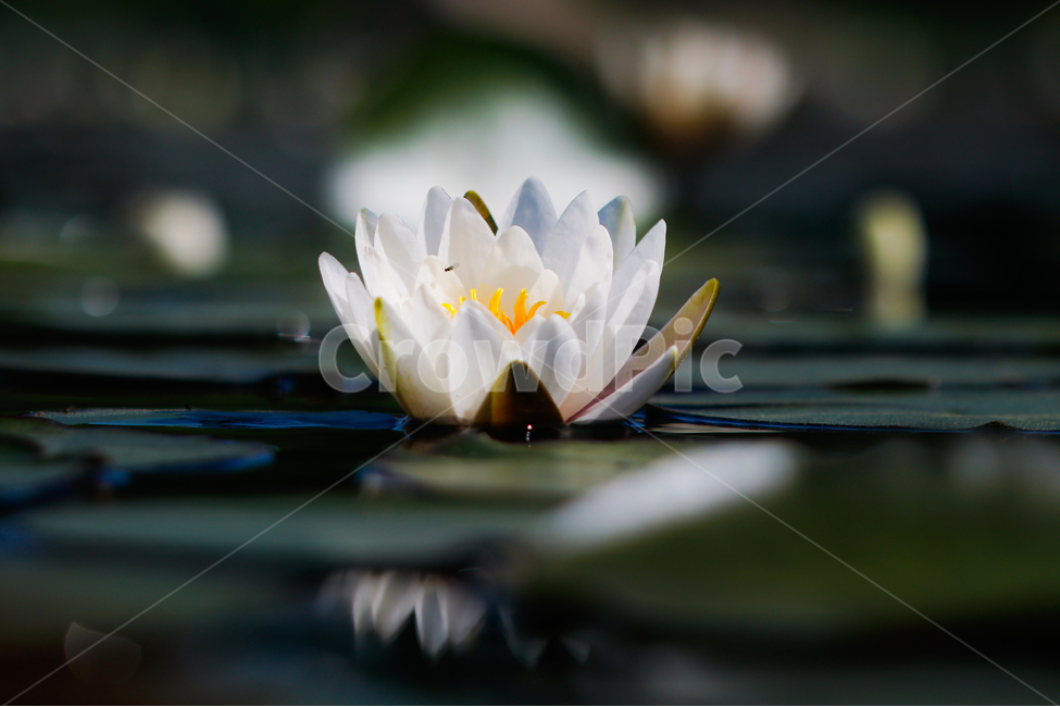 꽃,빛,그림자,감성,감성사진,식물,자연,plants,nature,꽃,flower