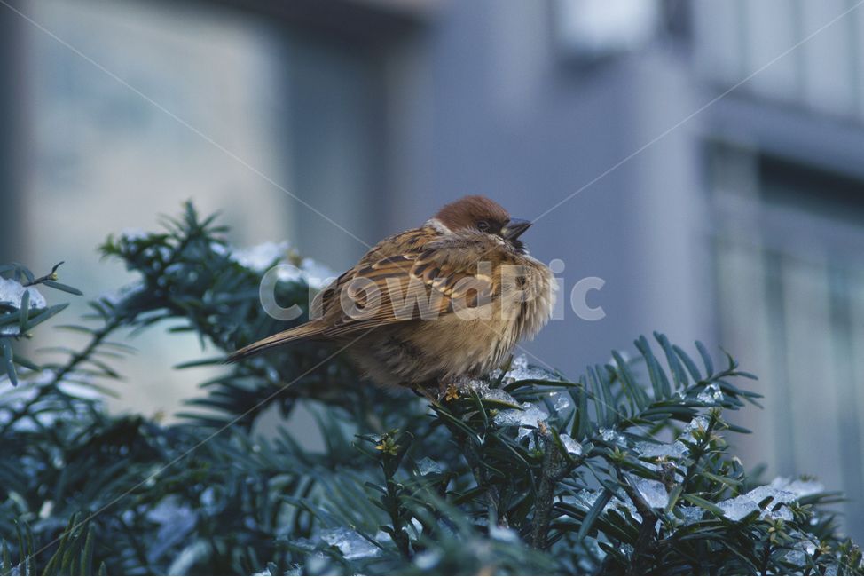 참새,새,겨울,쓸쓸함,추움,겨울,계절,winter,season,동물,animal,조류,새,birds,감성,sensible,feeling