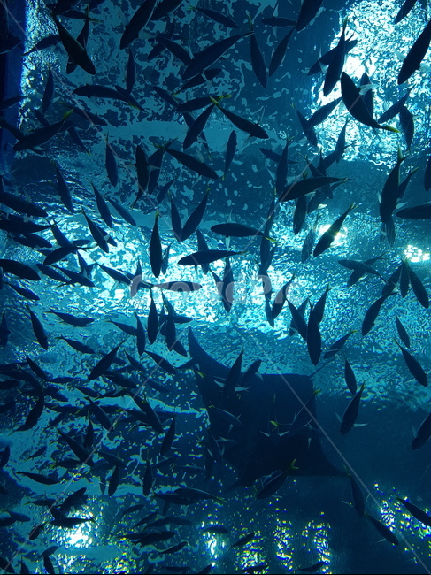 Stingray,Under the sea,fish,aquarium