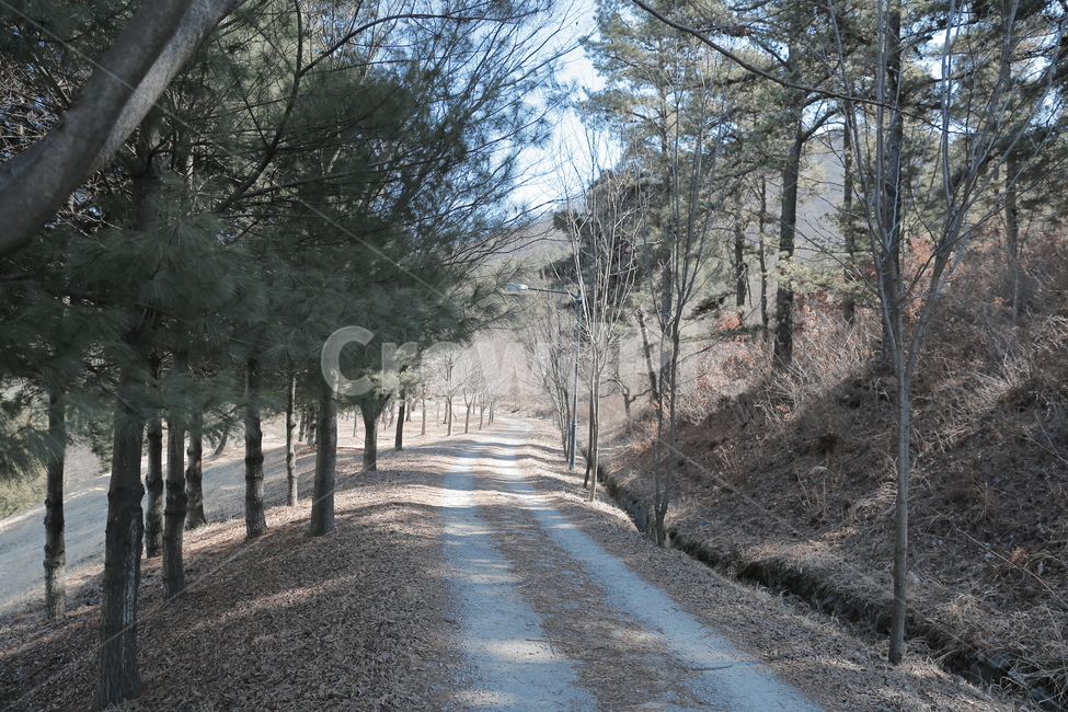 오솔길,산책길,산책,숲속,산길,여행,도보,숲길,자연,풍경,nature,landscape,tree,나무,plant,식물,road,도로,dirt road,흙길,gravel,자갈,tree trunk,나무 줄기
