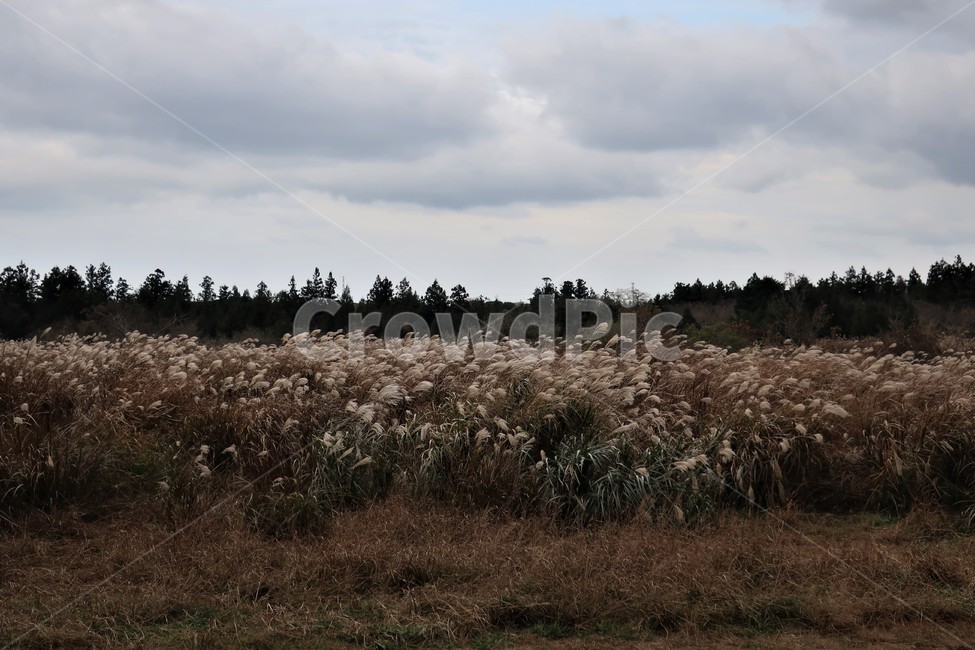 제주,억새,억새풀,군락지,자연,억새밭,풍경,바람,경치,경관,자연,풍경,nature,landscape,식물,plants