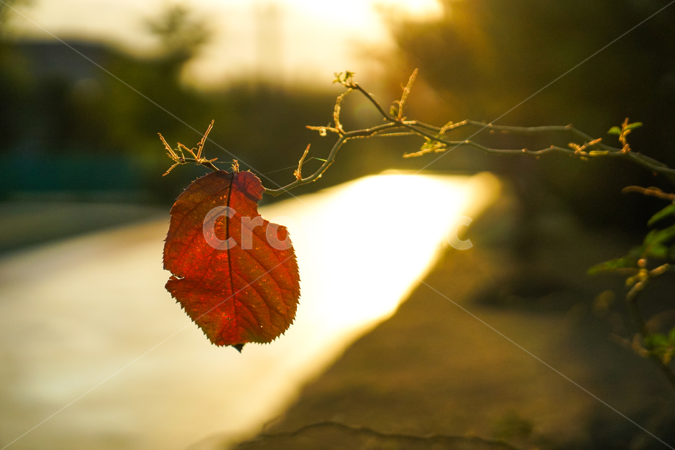 단풍,낙엽,나뭇잎,가을,나뭇가지,햇살,빛살,가을,계절,fall,autumn,season,식물,자연,plants,nature,감성,sensible,feeling,veins,정맥,light,빛,flare,플레어
