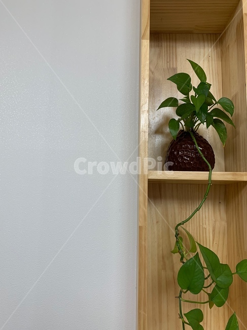 shelf,선반,plant,식물,넝쿨,파릇파릇,싱그러운,초록,갈색,황금색,화초,제배,원예,목조주택