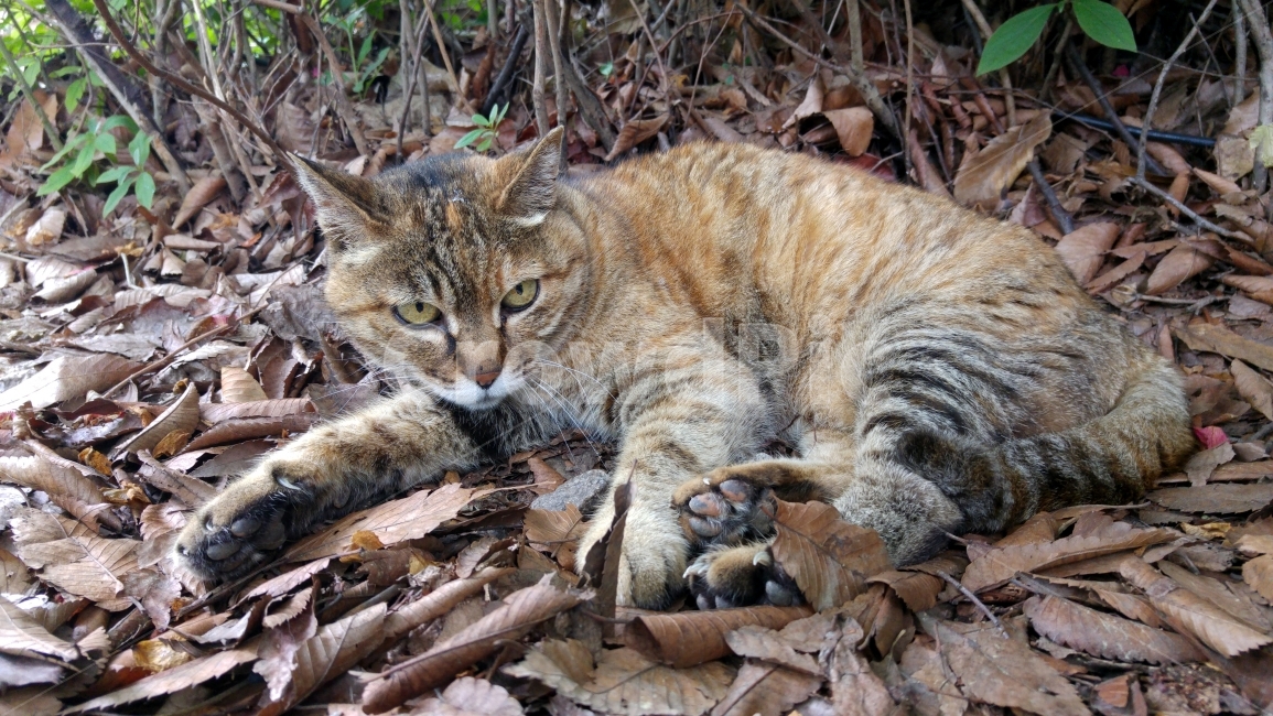 길고양이,줄무늬,고양이,누워있는,늘어진,낙엽위,동물,animal,포유류,mammal,고양이,cat,kitten,kitty