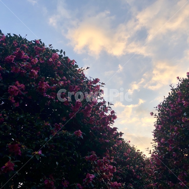 동백꽃,하늘,노을,동백군락지,구름,꽃,flower,sky,cloud,숲