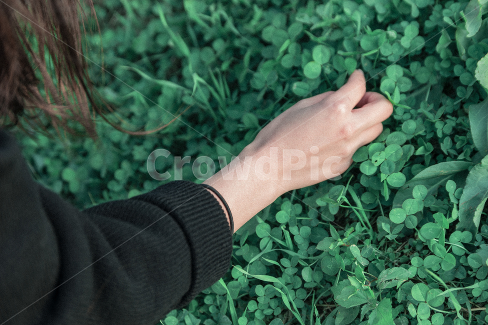꽃,네잎클로버,손,가을,봄,상쾌함,자연,초록,flower,nature,plant,감성,식물,plants,flowers,사람,인물,인간,human,person,신체일부,몸,손가락,body,sensible,feeling,leaf,leaves,4,four,fourleafclover,clover,식물,자연,plants,nature,사람,인물,인간,human,person,신체일부,몸,body