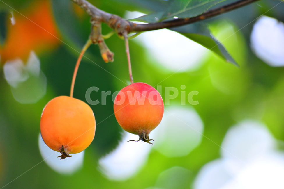small,atmosphere,fruit,tree fruit,yellow,sour,two,red,apple,peeling,fruit tree,jam,fruition,ripe,sensible,macro,green,baby apple,feeling,juice,leaf,food,orange,side by side,emotion,dessert,orchard,closeup,background,refreshing,plant,bokeh,edible,sweet