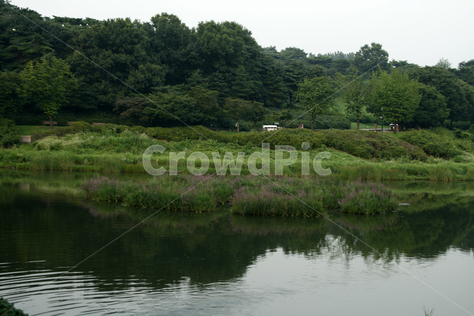 식물,flower,plants,nature,꽃,풍경,공원,호수,나무,자연,풍경,nature,landscape,outdoors,옥외,land,땅,water,물