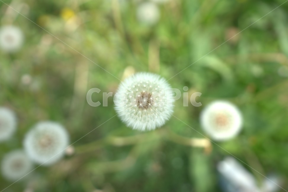 민들레,봄,꽃,plant,식물,blossom,flower