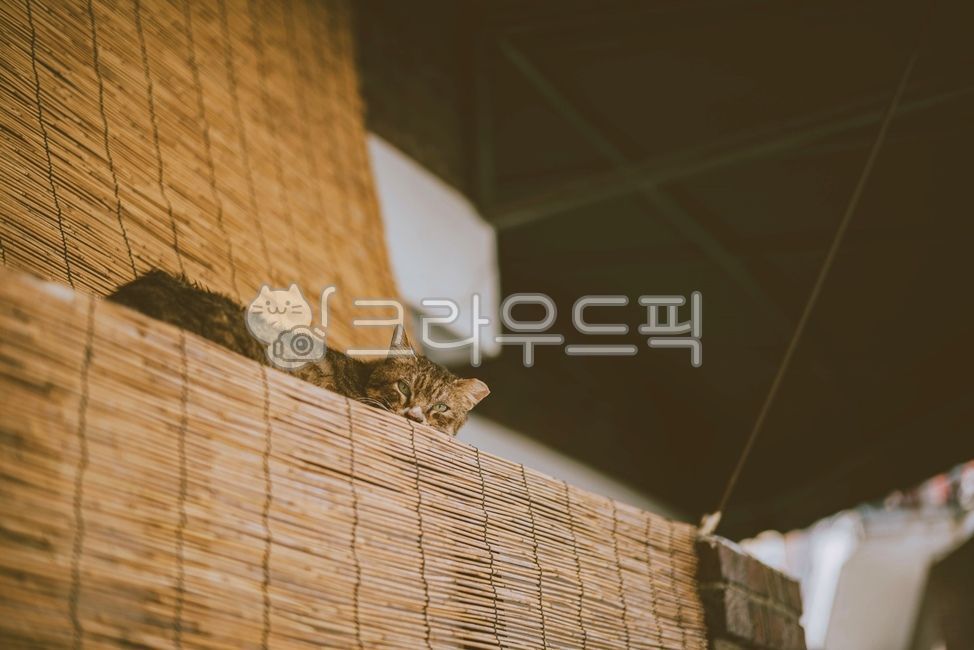 animal,동물,고양이,길고양이,cat