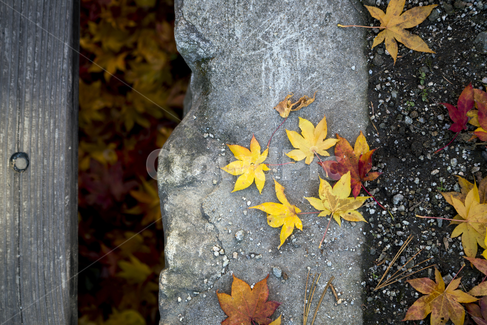 낙엽,단풍잎,감성,가을,자연,가을,계절,fall,autumn,season,leaf,잎,plant,식물,tree,나무,maple,단풍
