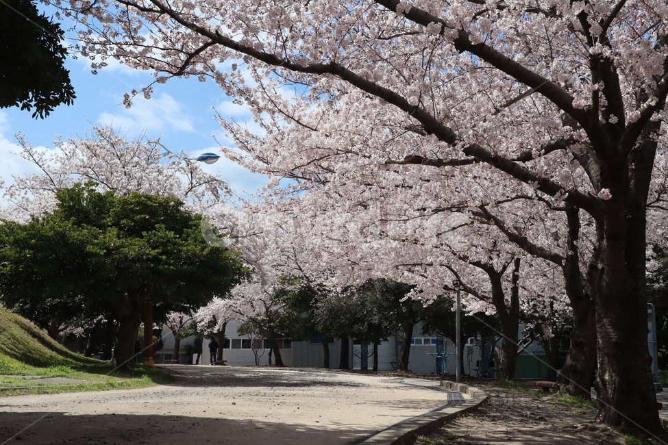 제주벚꽃,왕벚꽃,벚꽃,봄꽃,cherryblossom,제주왕벚나무,벚꽃나무,제주도꽃,봄,꽃,flower,봄,계절,spring,season,자연,풍경,nature,landscape,plant,식물,blossom