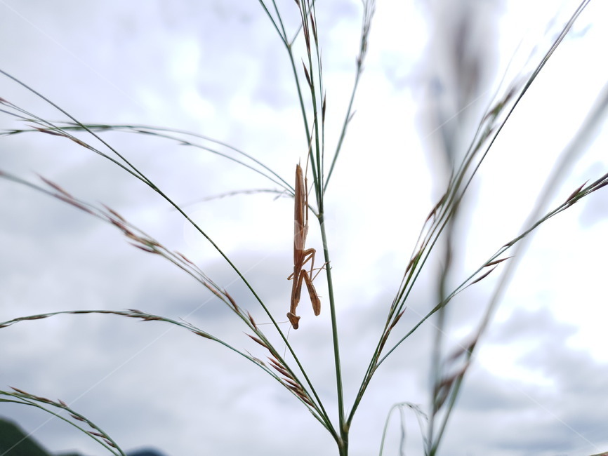 식물,동물,사마귀,곤충,자연,plant,bug,nature,mantis,곤충,벌레,insect,bug