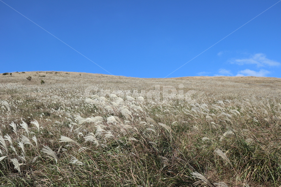 제주도,새별오름,오름,억새,식물,잔디,nature,grass,plant,outdoors,옥외,자연,가을,계절,fall,autumn,season,자연,풍경,nature,landscape,식물,plants,lawn