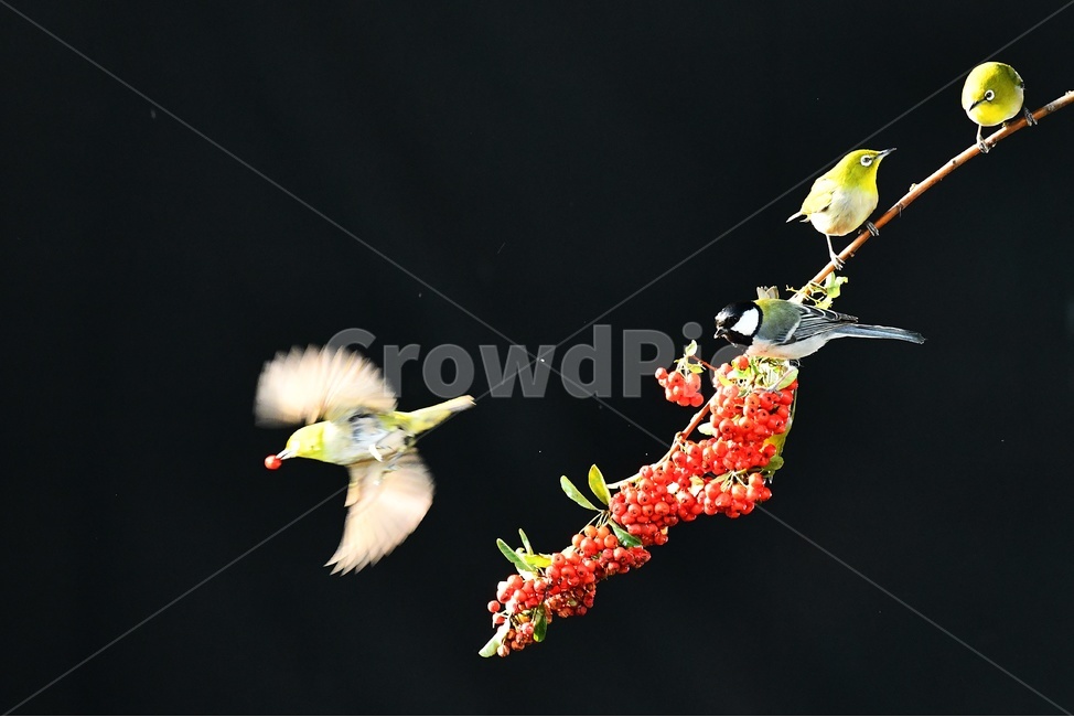 새,동박새,조류,동물,새먹이,날개짓,동물,animal,조류,새,birds