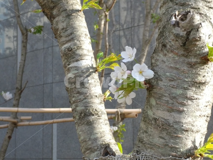 벚꽃,나무사이벚꽃,봄날벚꽃,벚꽃나무,tree