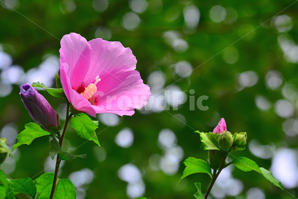 무궁화,나라꽃,꽃,우리꽃,국화,분홍색,핑크색,배경,바탕,백그라운드,flowers,korean,mugunghwa,roseofsharon,hibiscus,식물,나무꽃,아름다움,꽃송이,꽃잎,잎사귀,우리나라꽃,nationalflower,background,plant,blossom,한국적
