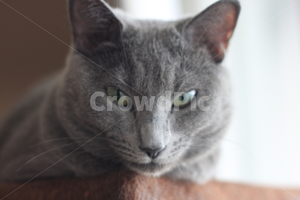 pet,동물,cat,고양이,러시안블루,캣타워