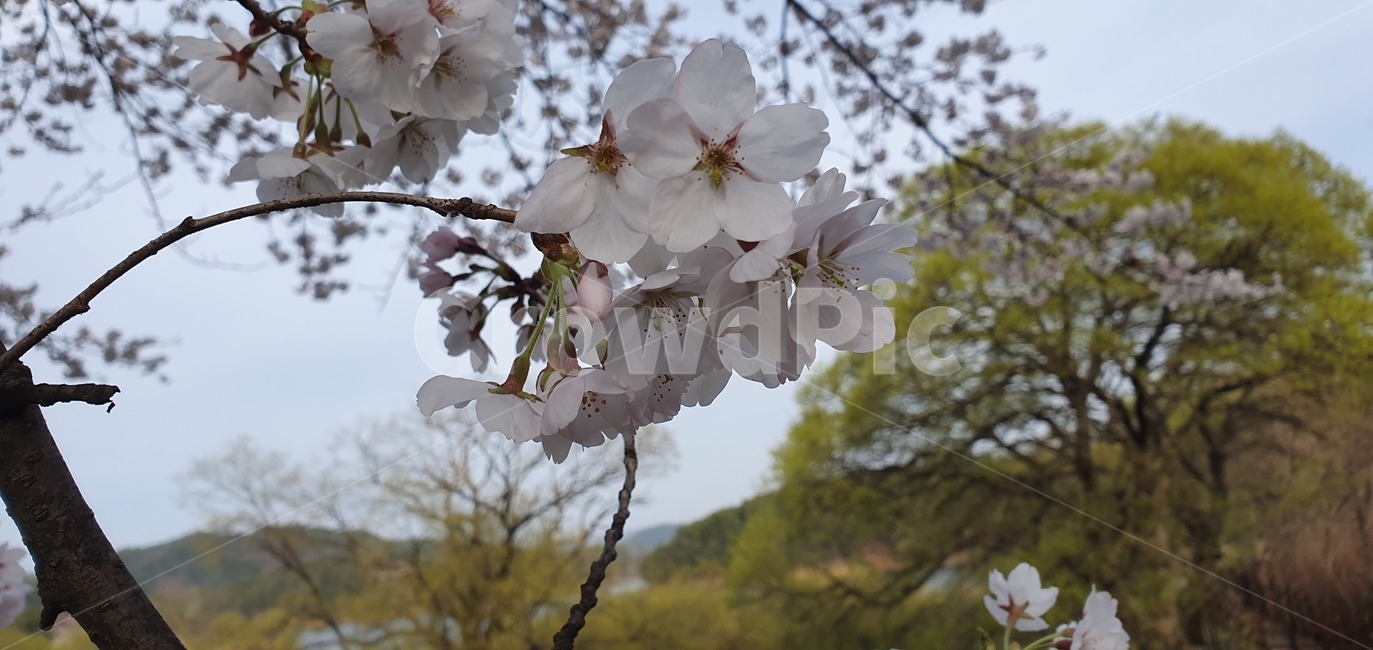 꽃,벚꽃,나무,풍경,배경,벚꽃나무