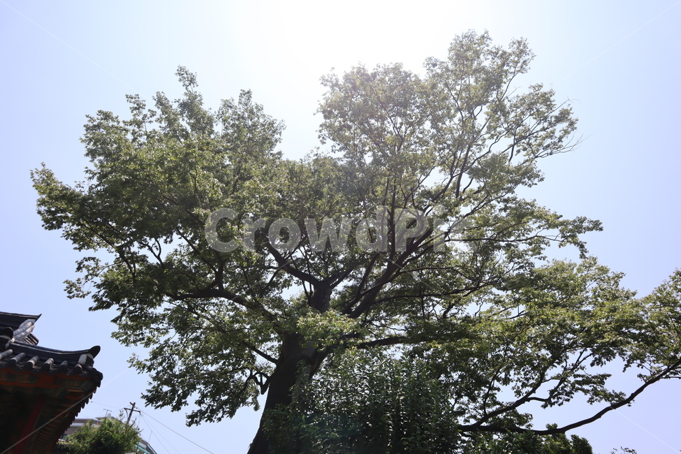 나무,자연,햇빛,오후,풍경,나무,trees,wood