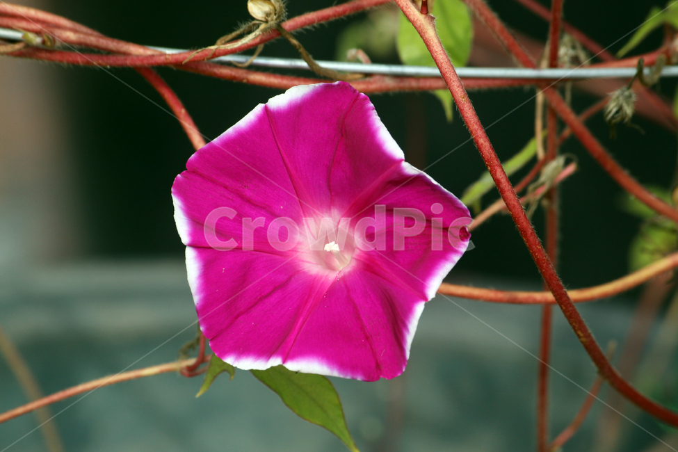 flower,식물,blossom,꽃,geranium,제라늄,나팔꽃,모닝글로리,morningglory,핑크색,핑크,식물,자연,plants,nature,꽃,flower