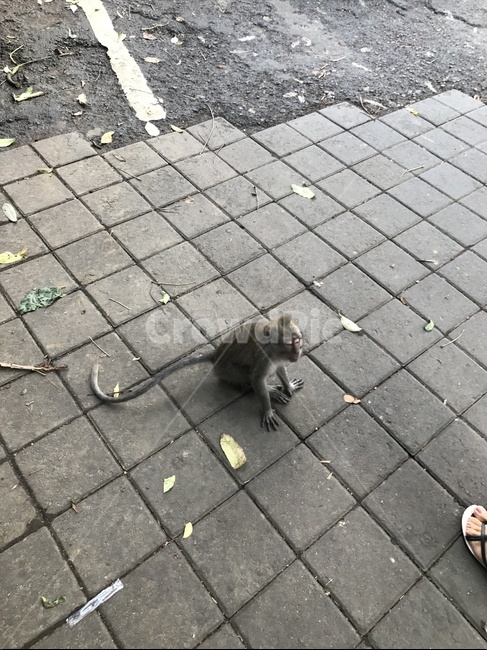 원숭이,발리,우붓,원숭이사원,앉아있는원숭이