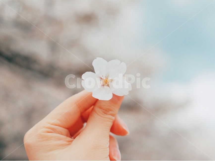 꽃,벚꽃,하늘,감성,봄,봄,계절,spring,season,식물,자연,plants,nature,꽃,flower,감성,sensible,feeling,plant