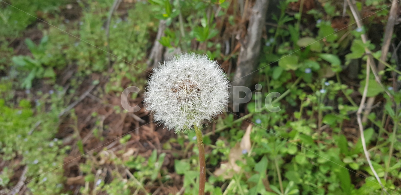 민들레홀씨,민들레,홀씨,자연,길거리식물