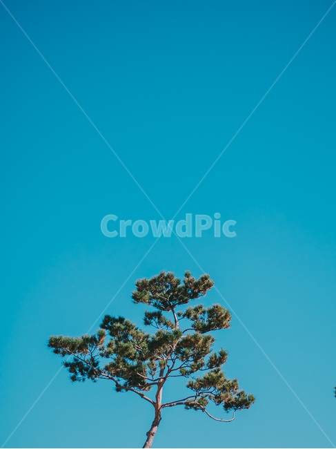 소나무,finetree,하늘,나무,자연,자연,풍경,nature,landscape,식물,plants,나무,trees,wood,색깔,색상,색채,색감,color sense,color sensitivity,feeling of color,tree,plant