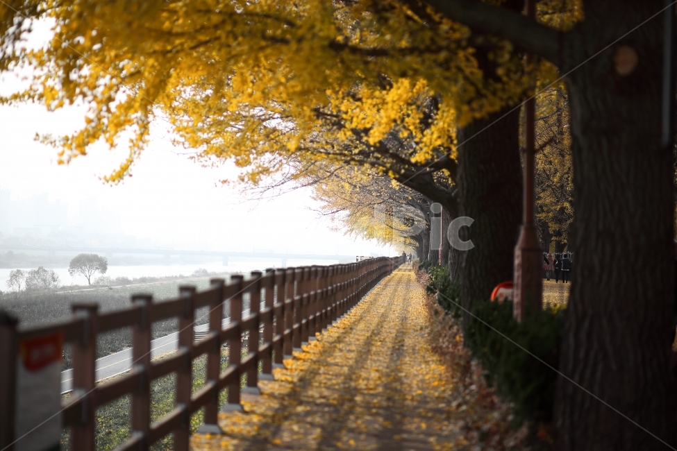 은행나무길,단풍,가을,자연풍경,자연,풍경,식물,만추,은행나무,길,가을,계절,fall,autumn,season,자연,풍경,nature,landscape,한국자연풍경,한국자연경관,korea nature landscape,식물,plants,나무,trees,wood,banister,난간,handrail,railing,path,통로