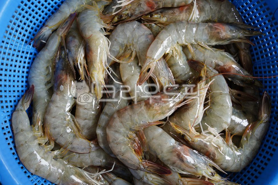 새우,대하,흰다리새우,날것,싱싱한,신선한,해산물,수산물,해물,바구니