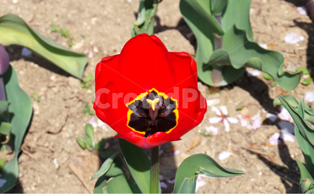 튤립,꽃,tulip,봄,플라워