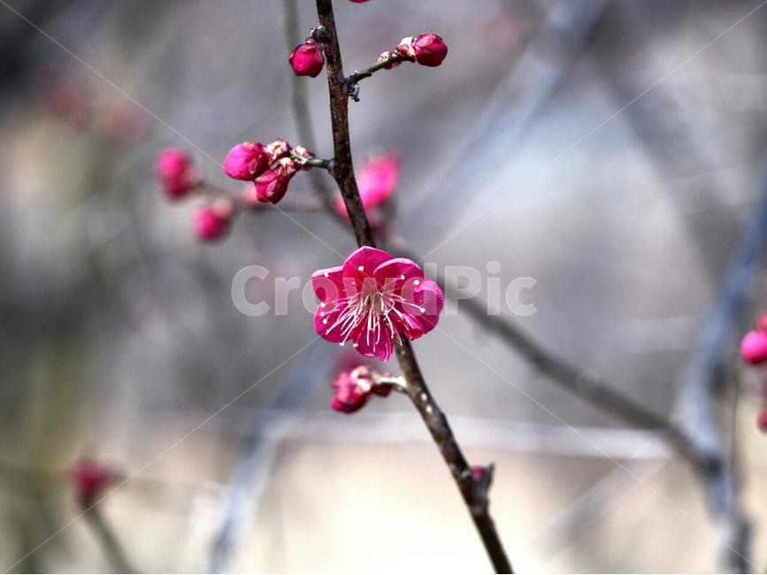 꽃,나무,홍매화,매화,홍색,봄,계절,spring,season,식물,자연,plants,nature,꽃,flower,plant,blossom,sprout,새싹,bud,싹