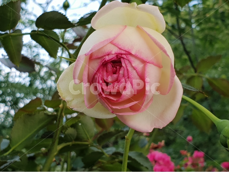 꽃,식물,자연,flower,nature,야생화,식물,자연,plants,nature,꽃,flower