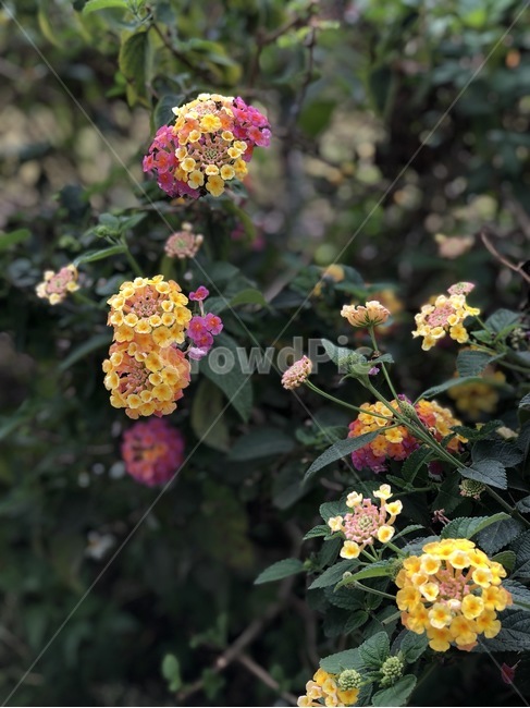 plant,식물,blossom,꽃,제라늄,geranium