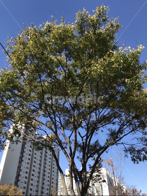 tree,나무,plant,식물,treetrunk,나무줄기,파란하늘,하늘,푸른하늘,잎,나뭇잎,식물,자연,plants,nature,나무,trees,wood