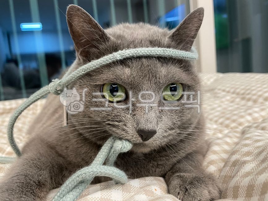 고양이,러시안블루,cat,pet,애완동물,animal