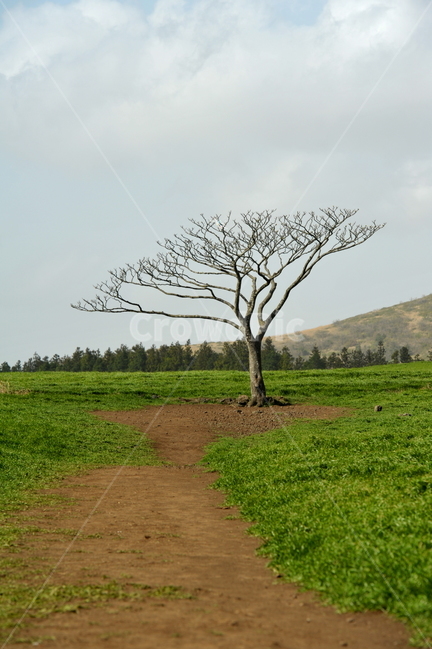 나무,왕따나무,목장,청보리,보리나무,자연,풍경,nature,landscape,한국자연풍경,한국자연경관,korea nature landscape,제주도,jeju,jeju island,식물,plants,나무,trees,wood,ground,바닥,tree,plant