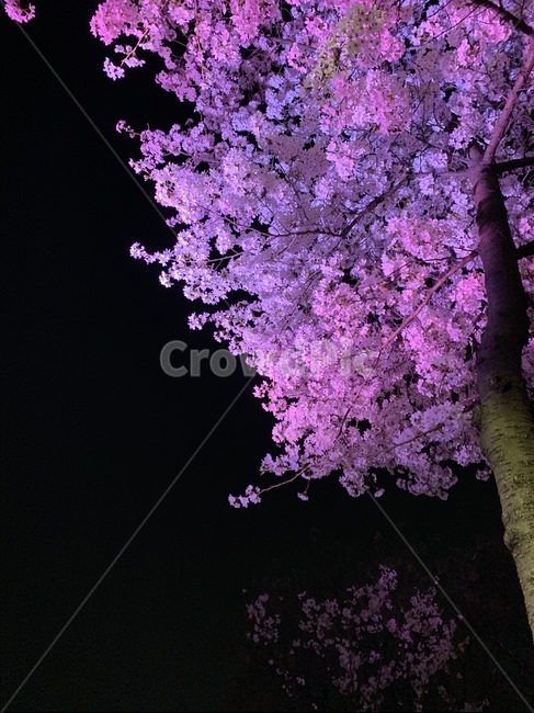 plant,식물,꽃,blossom,flower,밤,벚꽃,분홍,핑크,진한핑크,검정